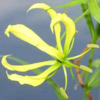 Gloriosa greenii Seeds - Beautiful & Rare Indigenous Tuberous Perennial Climber Vine - NEW