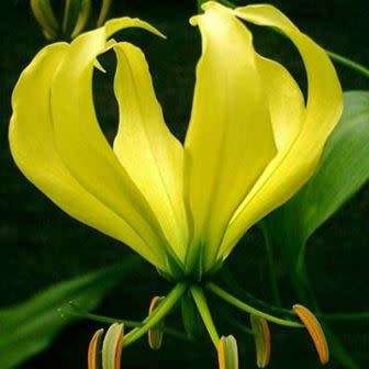 Gloriosa greenii Seeds - Beautiful & Rare Indigenous Tuberous Perennial Climber Vine - NEW
