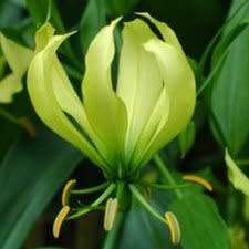 Gloriosa greenii Seeds - Beautiful & Rare Indigenous Tuberous Perennial Climber Vine - NEW