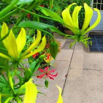 Gloriosa greenii Seeds - Beautiful & Rare Indigenous Tuberous Perennial Climber Vine - NEW