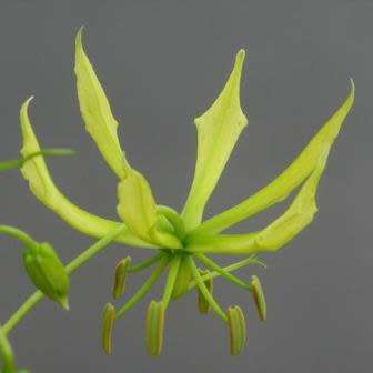 Gloriosa greenii Seeds - Beautiful & Rare Indigenous Tuberous Perennial Climber Vine - NEW