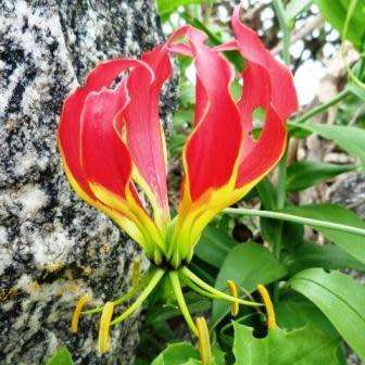 Gloriosa superba - Flame Lily Seeds - Indigenous Bulbous Perennial Climber Vine - NEW