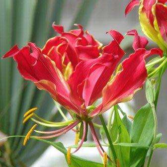 Gloriosa superba - Flame Lily Seeds - Indigenous Bulbous Perennial Climber Vine - NEW