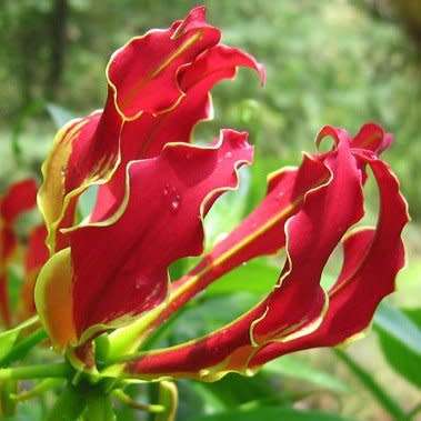 Gloriosa superba - Flame Lily Seeds - Indigenous Bulbous Perennial Climber Vine - NEW