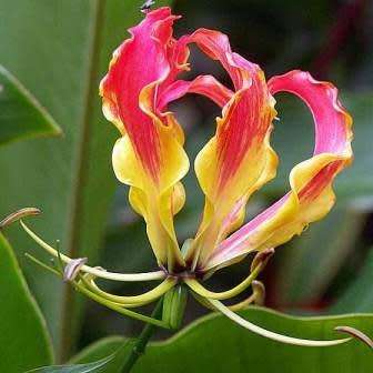 Gloriosa superba - Flame Lily Seeds - Indigenous Bulbous Perennial Climber Vine - NEW