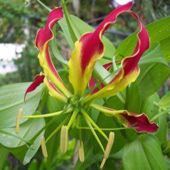 Gloriosa superba - Flame Lily Seeds - Indigenous Bulbous Perennial Climber Vine - NEW