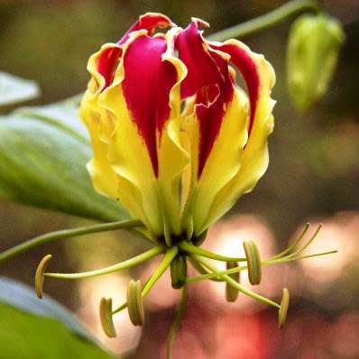 Gloriosa superba - Flame Lily Seeds - Indigenous Bulbous Perennial Climber Vine - NEW