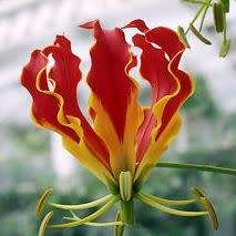 Gloriosa superba - Flame Lily Seeds - Indigenous Bulbous Perennial Climber Vine - NEW