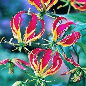 Gloriosa superba - Flame Lily Seeds - Indigenous Bulbous Perennial Climber Vine - NEW
