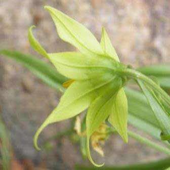 5 Gloriosa rigidifolia Seeds - Rare Beautiful Indigenous Tuberous Perennial Flowering Climber Vine