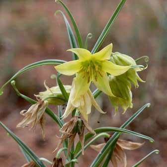 5 Gloriosa rigidifolia Seeds - Rare Beautiful Indigenous Tuberous Perennial Flowering Climber Vine