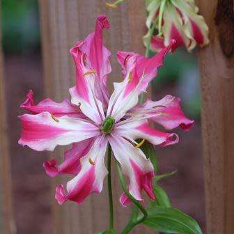 5 Gloriosa simplex Seeds - Beautiful Rare Indigenous Tuberous Perennial Climber Vine - NEW
