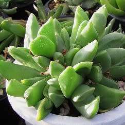 Glottiphyllum herrei Seeds - Tongue Plant - Indigenous South African Mesemb Succulent Seeds