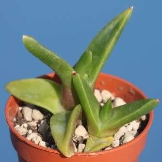 Glottiphyllum herrei Seeds - Tongue Plant - Indigenous South African Mesemb Succulent Seeds