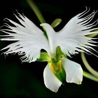 10+ Habenaria radiata Seeds - Pecteilis radiata - White Egret Flower - Exotic Perennial Orchid