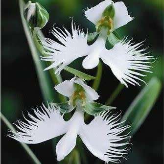 10+ Habenaria radiata Seeds - Pecteilis radiata - White Egret Flower - Exotic Perennial Orchid