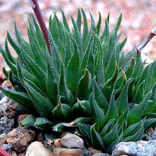 Haworthia angustifolia Seeds - Indigenous Endemic Succulent - Flat Ship Rate - NEW