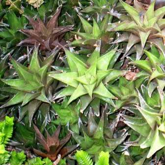 Haworthia angustifolia Seeds - Indigenous Endemic Succulent - Flat Ship Rate - NEW