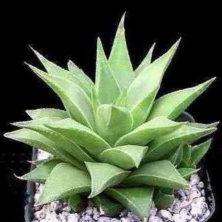 Haworthia angustifolia Seeds - Indigenous Endemic Succulent - Flat Ship Rate - NEW