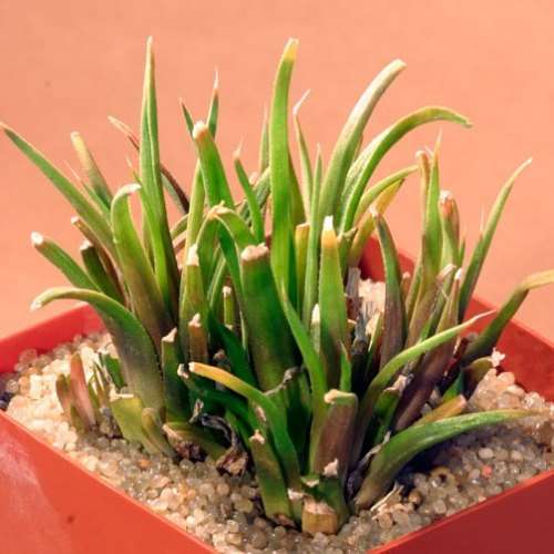 Haworthia angustifolia Seeds - Indigenous Endemic Succulent - Flat Ship Rate - NEW