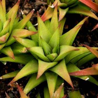 Haworthia angustifolia Seeds - Indigenous Endemic Succulent - Flat Ship Rate - NEW