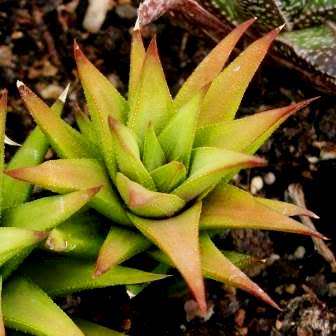 Haworthia angustifolia Seeds - Indigenous Endemic Succulent - Flat Ship Rate - NEW
