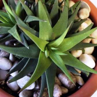 Haworthia angustifolia Seeds - Indigenous Endemic Succulent - Flat Ship Rate - NEW