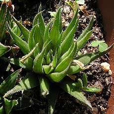 Haworthia angustifolia Seeds - Indigenous Endemic Succulent - Flat Ship Rate - NEW