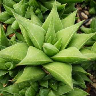 Haworthia angustifolia Seeds - Indigenous Endemic Succulent - Flat Ship Rate - NEW