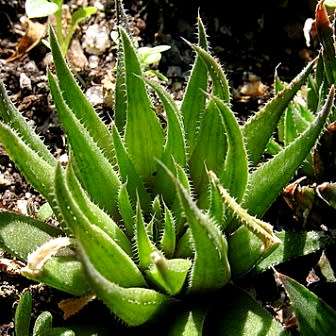 Haworthia angustifolia Seeds - Indigenous Endemic Succulent - Flat Ship Rate - NEW