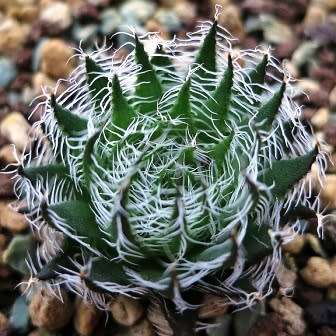 Haworthia arachnoidea var. setata Seeds - Indigenous Endemic Succulent - NEW