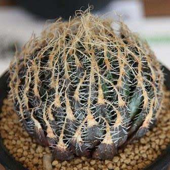 Haworthia arachnoidea var. setata Seeds - Indigenous Endemic Succulent - NEW