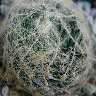 Haworthia arachnoidea var. setata Seeds - Indigenous Endemic Succulent - NEW