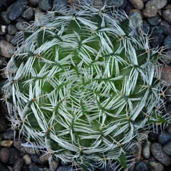 Haworthia arachnoidea var. setata Seeds - Indigenous Endemic Succulent - NEW