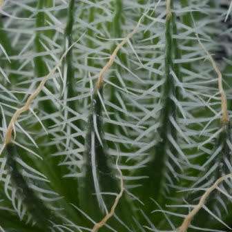 Haworthia arachnoidea var. setata Seeds - Indigenous Endemic Succulent - NEW