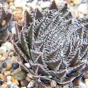 Haworthia arachnoidea var. setata Seeds - Indigenous Endemic Succulent - NEW