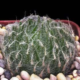 Haworthia arachnoidea var. setata Seeds - Indigenous Endemic Succulent - NEW