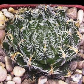 Haworthia arachnoidea var. setata Seeds - Indigenous Endemic Succulent - NEW