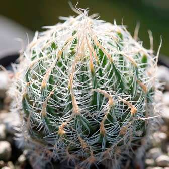 Haworthia arachnoidea var. setata Seeds - Indigenous Endemic Succulent - NEW