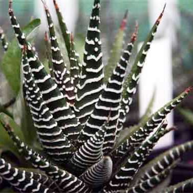 Haworthia attenuata Seeds - Indigenous Endemic Succulent - Flat Ship Rate - NEW