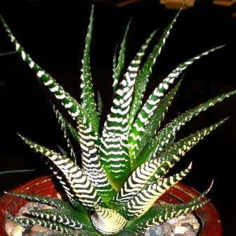 Haworthia attenuata Seeds - Indigenous Endemic Succulent - Flat Ship Rate - NEW