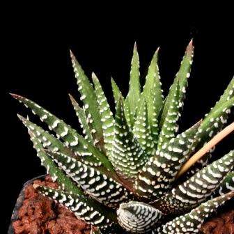 Haworthia attenuata Seeds - Indigenous Endemic Succulent - Flat Ship Rate - NEW