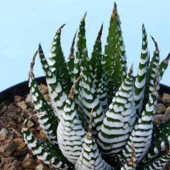 Haworthia attenuata Seeds - Indigenous Endemic Succulent - Flat Ship Rate - NEW