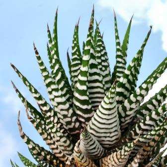 Haworthia attenuata Seeds - Indigenous Endemic Succulent - Flat Ship Rate - NEW