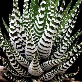 Haworthia attenuata Seeds - Indigenous Endemic Succulent - Flat Ship Rate - NEW