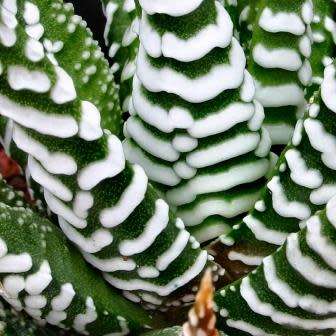 Haworthia attenuata Seeds - Indigenous Endemic Succulent - Flat Ship Rate - NEW