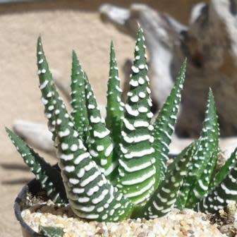 Haworthia attenuata Seeds - Indigenous Endemic Succulent - Flat Ship Rate - NEW