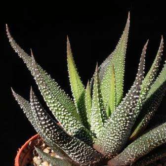 Haworthia attenuata var. radula Seeds - Indigenous Endemic Succulent - Flat Ship Rate - NEW