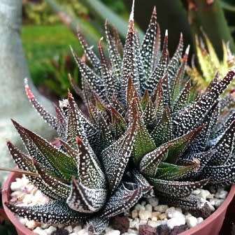 Haworthia attenuata var. radula Seeds - Indigenous Endemic Succulent - Flat Ship Rate - NEW