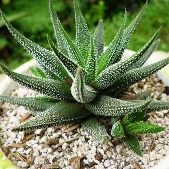 Haworthia attenuata var. radula Seeds - Indigenous Endemic Succulent - Flat Ship Rate - NEW